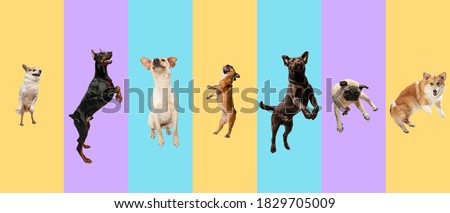 Young dogs, pets jumping high, flying. Cute doggies or pets are looking happy isolated on multicolored background. Studio photoshots. Creative collage of different breeds of dogs. Flyer for your ad.