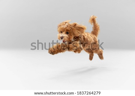 Sincere emotions. Maltipu little dog is posing. Cute playful braun doggy or pet playing on white studio background. Concept of motion, action, movement, pets love. Looks happy, delighted, funny.