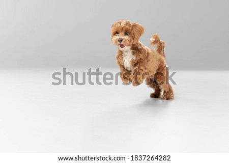 On the run. Maltipu little dog is posing. Cute playful braun doggy or pet playing on white studio background. Concept of motion, action, movement, pets love. Looks happy, delighted, funny.