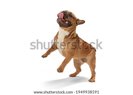 Similar – Image, Stock Photo cute brown french bulldog sitting on the bed at home and looking at the camera. Funny dog listening to music on white headset. Pets indoors and lifestyle. Technology and music