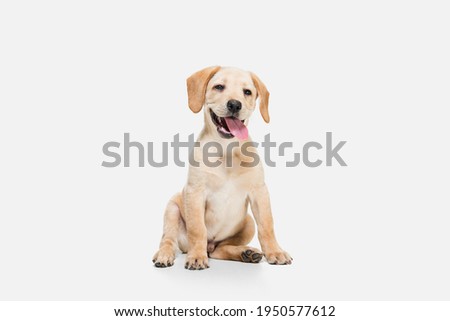 Playful. Little Labrador Retriever playing isolated on white studio background. Young doggy, pet looks playful, cheerful, sincere kindly. Concept of motion, action, pet's love, dynamic. Copyspace.