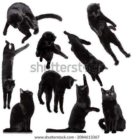 Similar – Image, Stock Photo black cat jumps in the air
