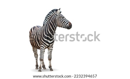 Similar – Foto Bild Zebrablick Blick Tier