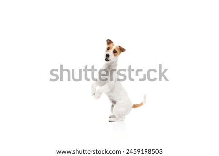 Image, Stock Photo funny jack russell dog at home during Halloween standing on two legs on stool asking for treats. Halloween party decoration with garland, orange balloons and net