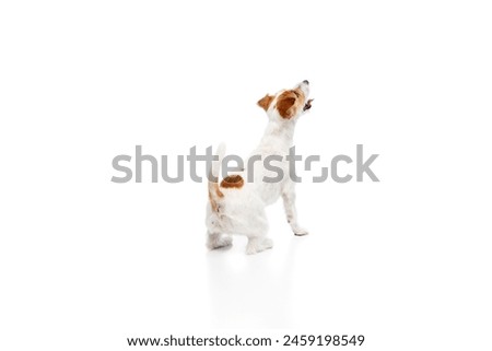 Similar – Image, Stock Photo beautiful jack russell dog lying on bed listening to music on headset. home, indoors, music and lifestyle