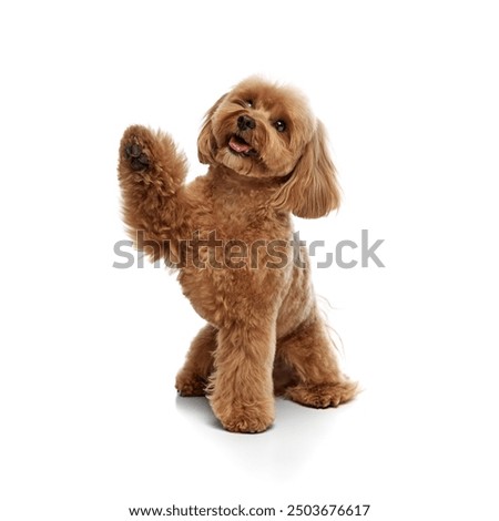 Image, Stock Photo Portrait of a toy poodle breed dog