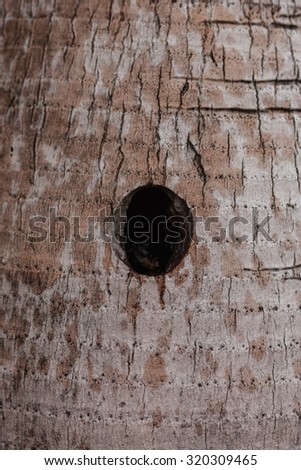 The tree bark as a natural  background. round hole in the trunk