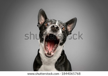 Studio Portrait of Funny and Excited, Bull Terrier Mixed Dog on Grey Background with Shocked / Surprised Expression and Open Mouth Stockfoto © 