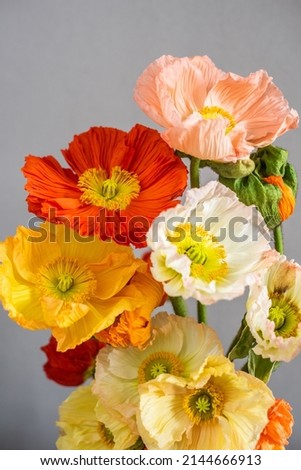 Image, Stock Photo Yellow flowers Iceland poppy in front of bright blue