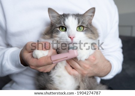 Image, Stock Photo Cat at the dentist