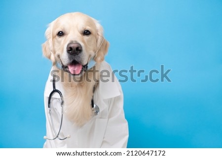 A dog in a white coat with a stethoscope sitting on a blue background. Golden Retriever in the costume of a doctor, veterinarian. The concept of medical care ストックフォト © 