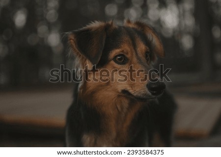 Similar – Image, Stock Photo Obedient mongrel dog muzzle on blurred park background