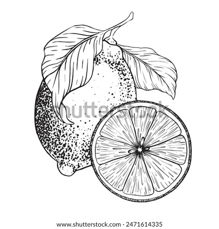 Lemon fruits on branch, Slice of Lemon and leaves. Hand drawn Sketch vector illustration. Black ink outline of citrus. Isolated on white background. Design for menu, package, cosmetic, textile