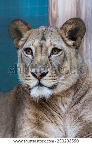 Similar – Image, Stock Photo Large zoo Berlin City