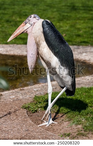 Similar – Image, Stock Photo Large zoo Berlin City