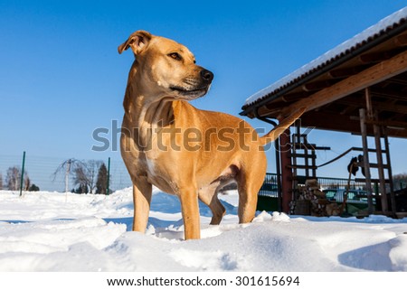 Brown mixed shelter dog in winter