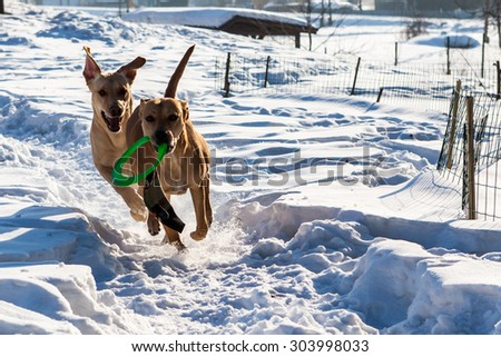 Brown mixed shelter dog in winter