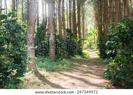 The Walkway for Nature Education in Pine forest in Thailand