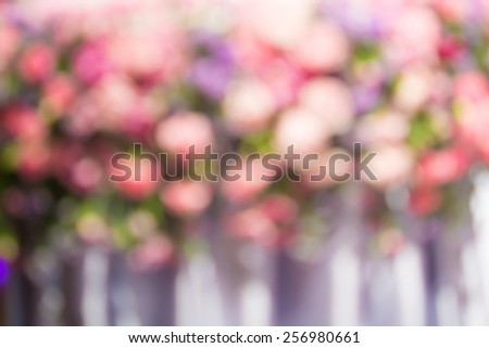 soft focus of colorful  rose background,blur of rose