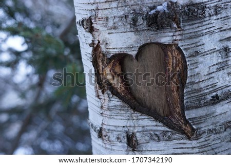 Similar – Image, Stock Photo Ingrown bark Wood