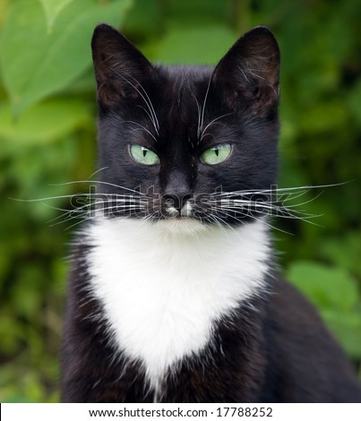 Portrait of a black cat with green eyes and a white jabot