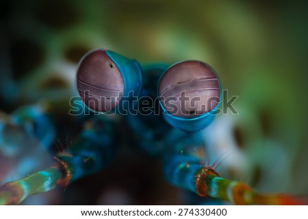 The very up-close view of the face of a peacock mantis shrimp