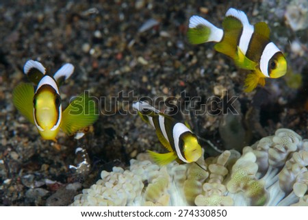 three Juvenile clark anemone fish in their anemone facing the camera