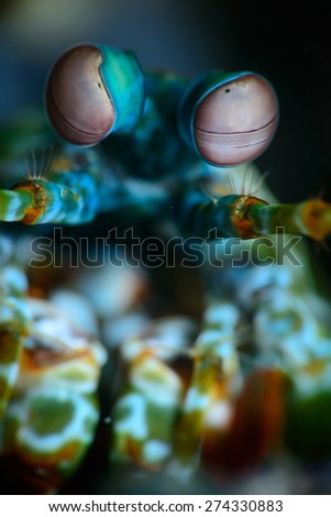 The very up-close view of the face of a peacock mantis shrimp