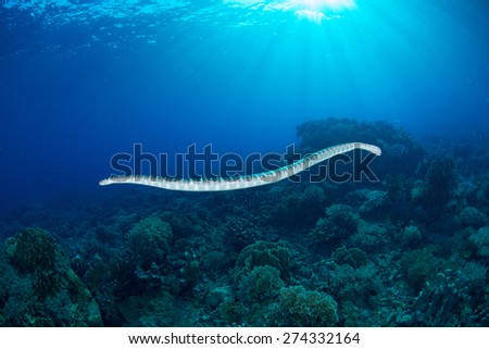 A poisonous sea snake swims horizontally in mid water showing its beautiful body with blue water in the background and the sun rays