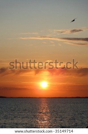 Beautiful sunset with seagull in the top corner