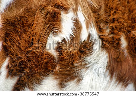 close up of a patch of a cows hair