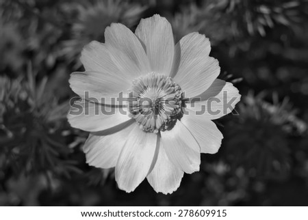 Adonis flower. black and white style.