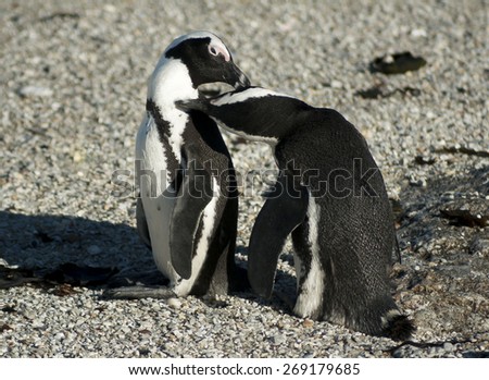 African Penguins grooming each other, Cape town, South Africa