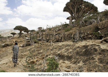 Dragon Blood Tree, Dracaena cinnabari,  The Socotra Desert Rose or Bottle Tree, Adenium obesum var socotranum, and native Socotran, walking in Homhil Plateau, Socotra Island, Yemen, April, 2nd, 2014