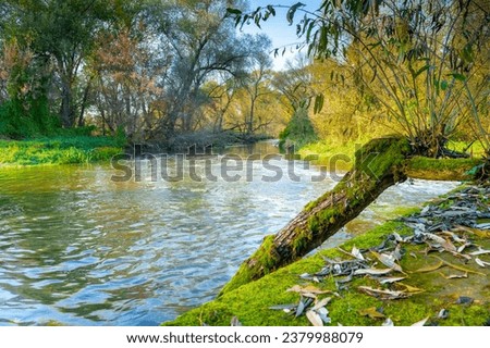 Similar – Image, Stock Photo Fallen tree in pond, forest, winter