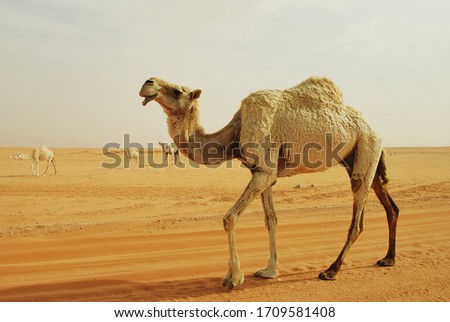 Shutterstock Puzzlepix