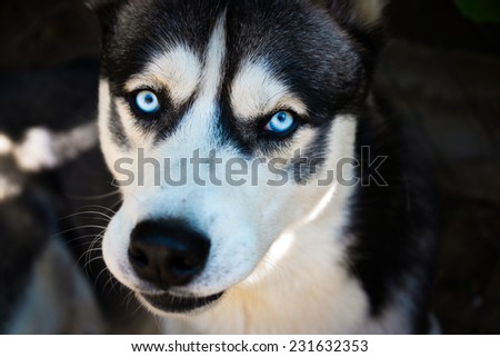 Siberian Husky wolf color with blue eyes outdoor close up.