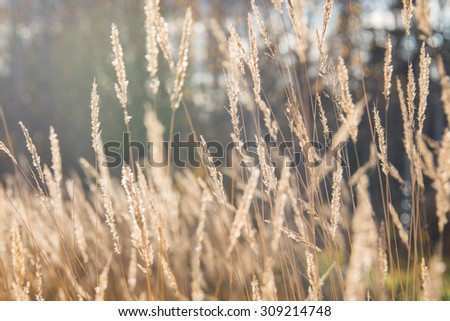 Variegated structures of flowering blades of grass at sunset.