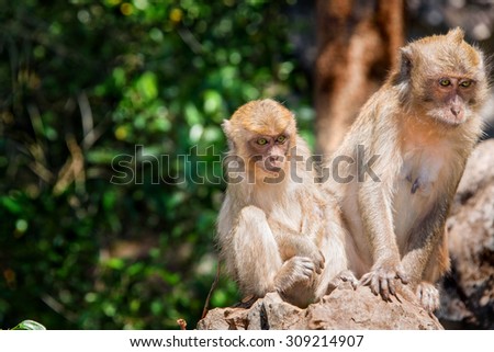Two monkeys macaque with yellow huge eyes seating on the stone, looking to the people and waiting for bananas. Monkey  temple in Thailand.
