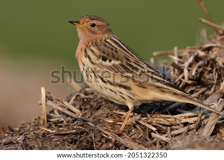 Similar – Foto Bild Rotkehlchen Portrait