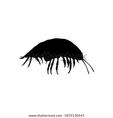 Silhouette supergiant amphipod on white background