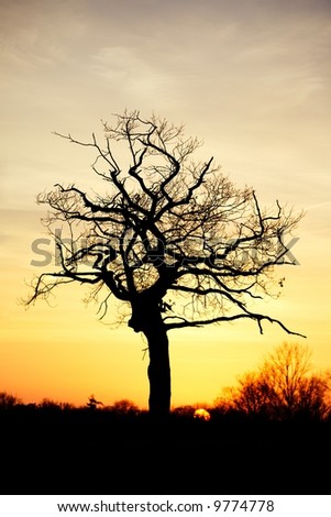 Dead Tree Silhouetted against the warm orange glow of sunset