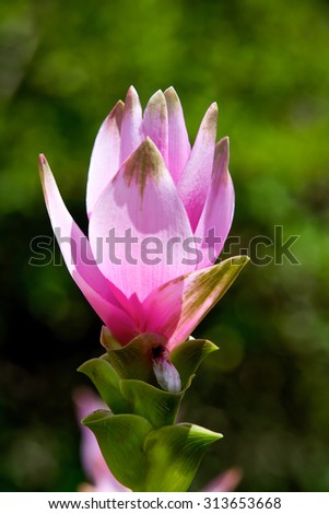 Siam Tulip pink, Siam Tulip is a flower in the rainy season. A ginger family plant.