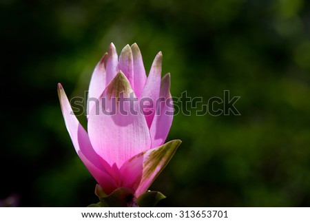 Siam Tulip pink in black background. Siam Tulip is a flower in the rainy season. A ginger family plant.