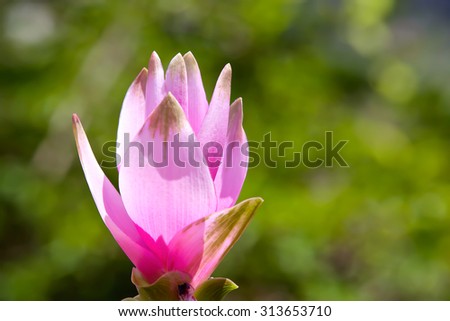 Siam Tulip pink, Siam Tulip is a flower in the rainy season. A ginger family plant.