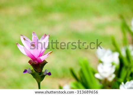 Siam Tulip, Siam Tulip is a flower in the rainy season. A ginger family plant.