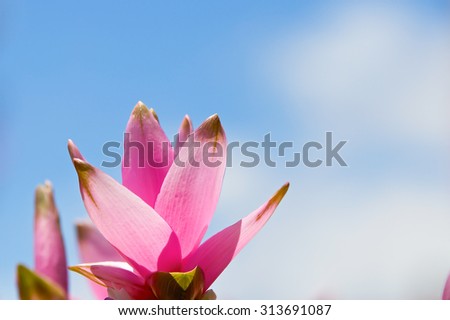 Siam Tulip pink with blue sky, Siam Tulip is a flower in the rainy season. A ginger family plant.
