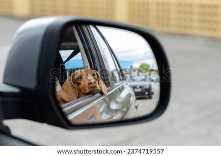 Similar – Image, Stock Photo Dachshund in window Puppy