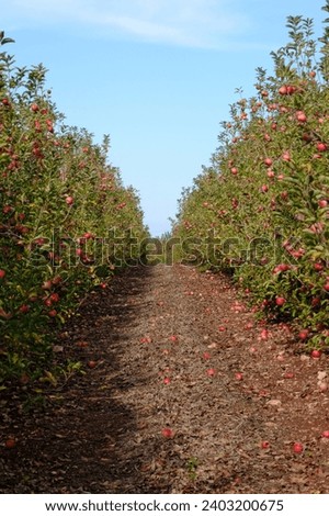 Similar – Image, Stock Photo Apple plantation with a net for protection