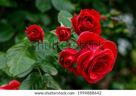 Similar – Image, Stock Photo Full blooming of red lily in flower garden